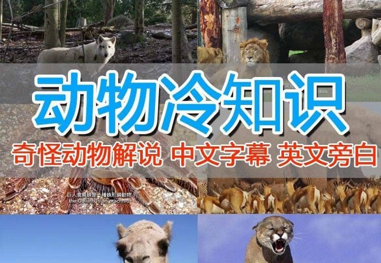 外面卖1699的国外纪录片解说（动物解说、美食、动画片）稳过中视频-疯来资源